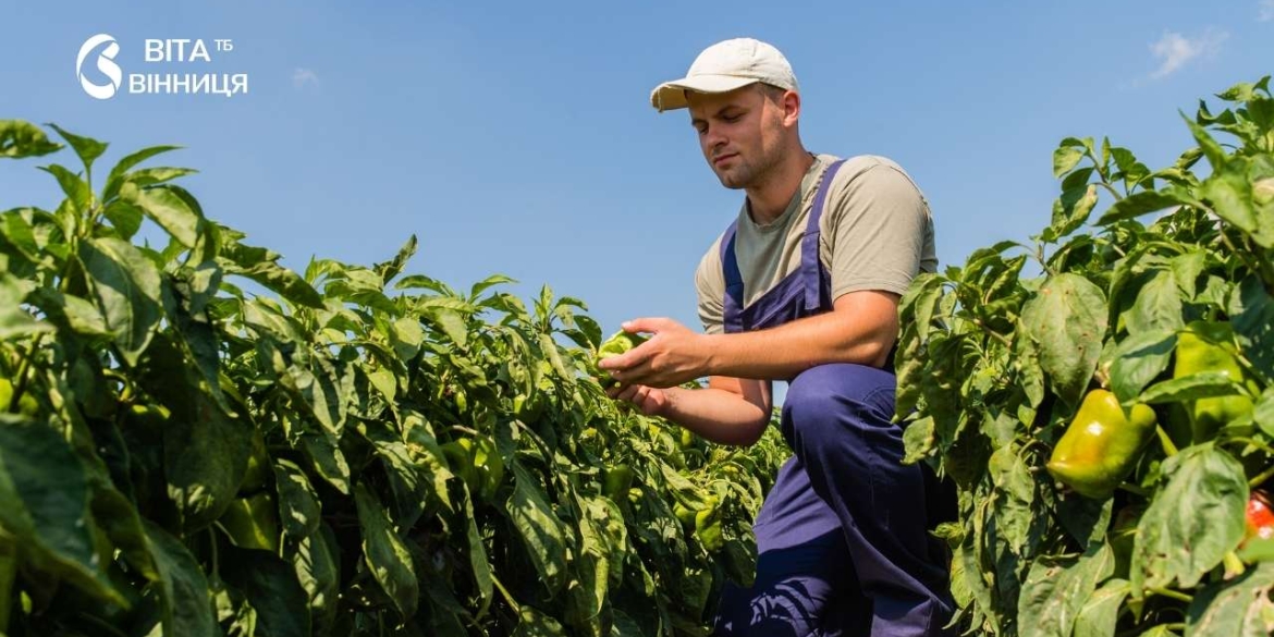 Нічні +10° гальмують достигання томатів і перцю агрометеорологи підбили підсумки декади на Вінниччині