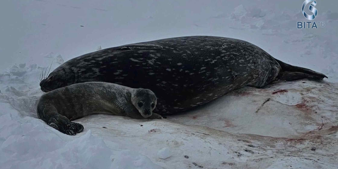 Новонародженне тюленятко виду Венделла сфотографували українські полярники