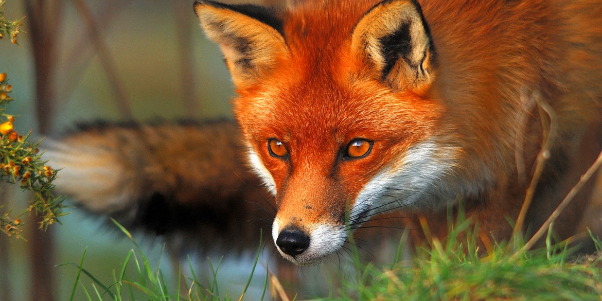 Обережно! З 15 жовтня на території Вінниччини почнуть відстрілювати лисиць