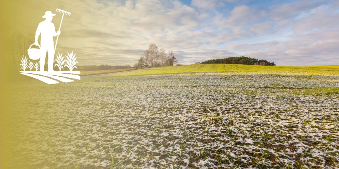 Озимі культури на Вінниччині перезимували стабільно