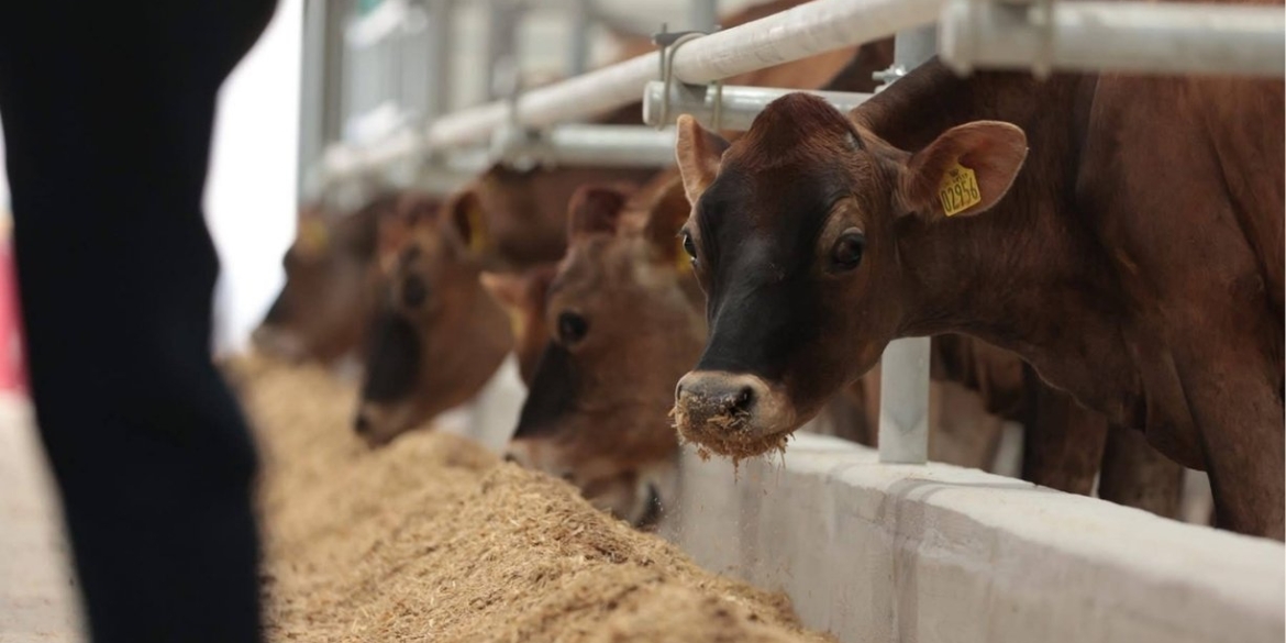 Перша з початку вторгнення на Вінниччині відкрили унікальну ферму на 1200 голів