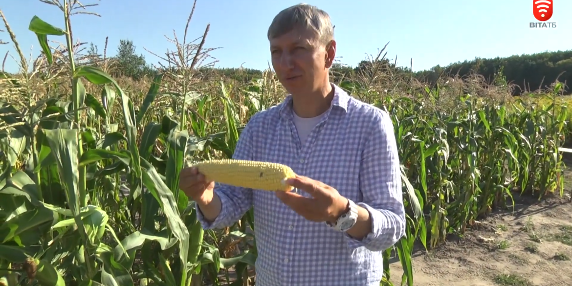 Першу в світі овочеву кукурудзу з патріотичним забарвленням вивів вінничанин