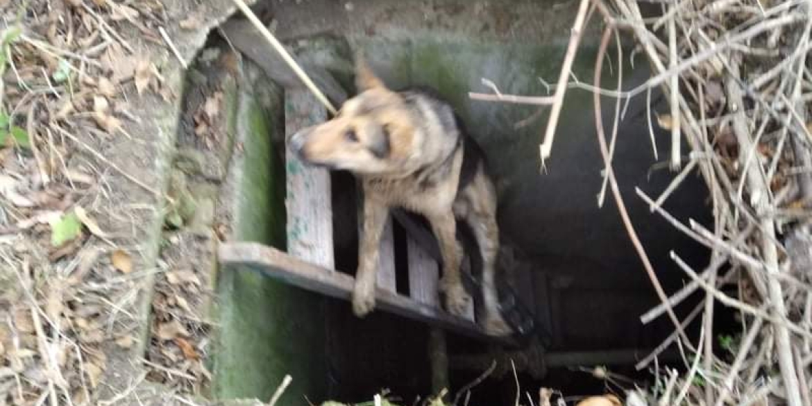 Бійці ДСНС врятували пса, який провалився в яму з водою