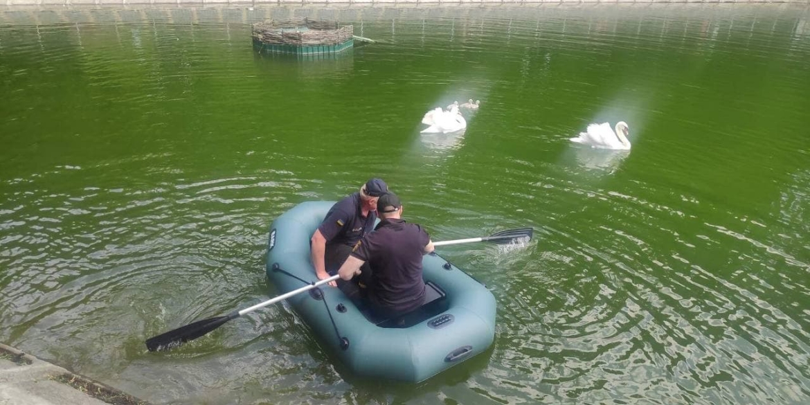 У Вінниці на озері біля центрального парку рятували маленького лебедя