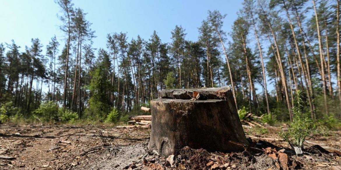 Підприємство, яке вирубало ліс на Вінниччині, виплатить 910 тис. грн збитків