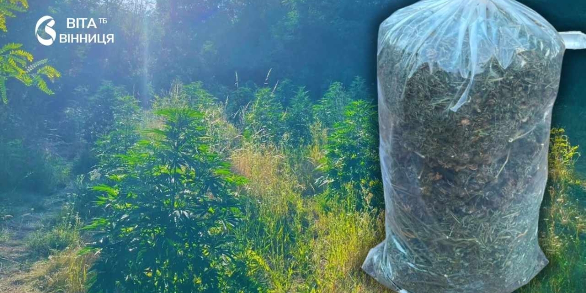 Плантацію з півсотні кущів конопель викрили на Могилів-Подільщині