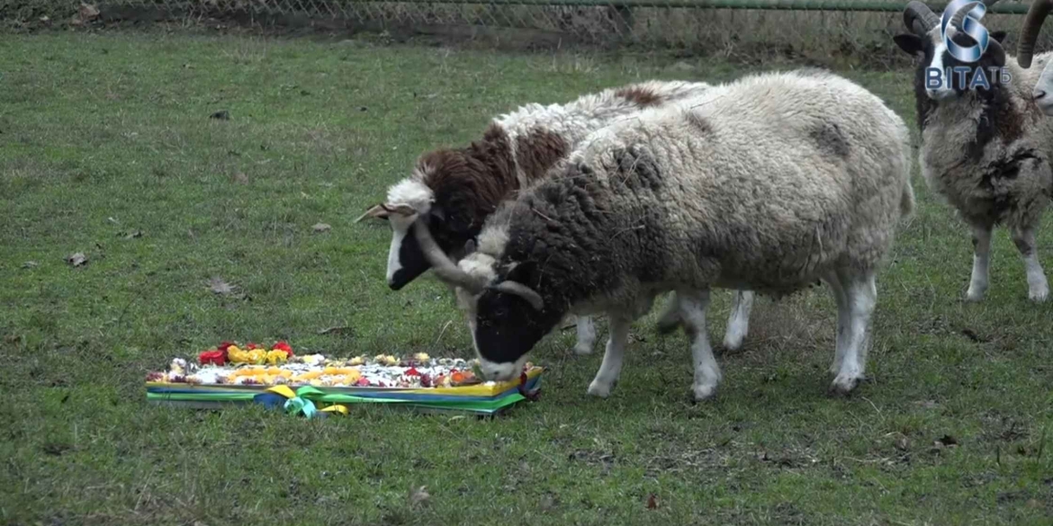 Подільський зоопарк відзначив річницю 30-кілограмовим тортом для мешканців звіринцю