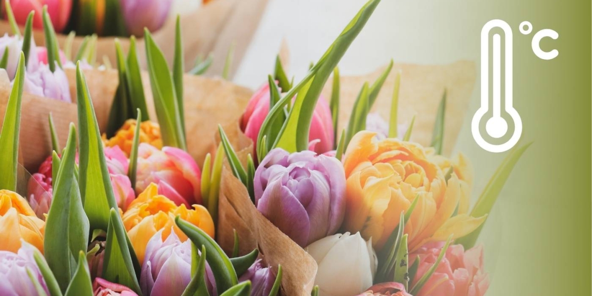 Погода у Вінниці синоптики приємно здивували прогнозом на 8 березня