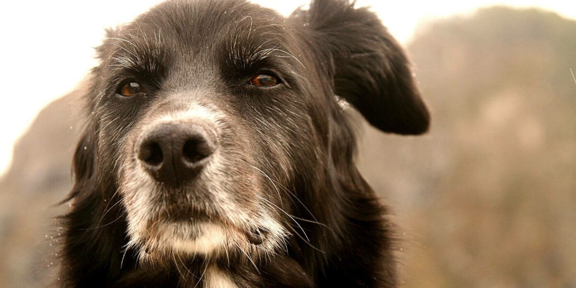 Поліція розслідує обставини загибелі собак у Вінниці