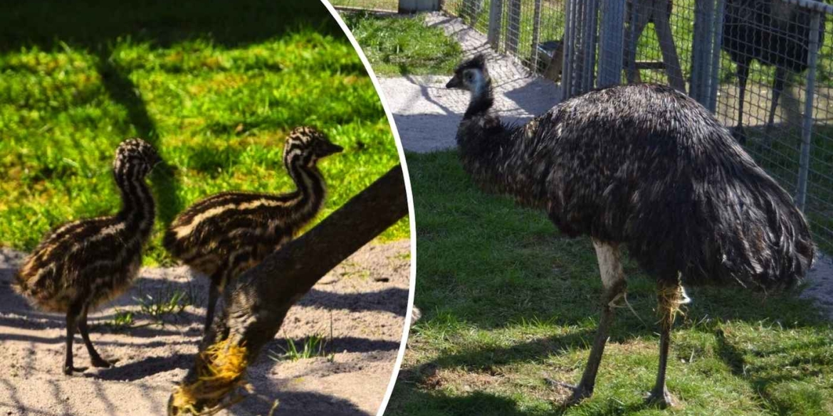 Поповнення у Подільському зоопарку вперше в історії закладу вилупилися пташенята Ему