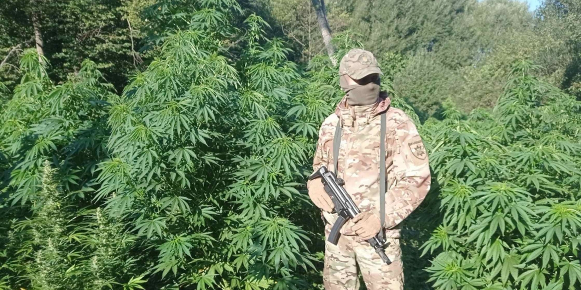 Правоохоронці ліквідували на Вінниччині масштабну наркоплантацію