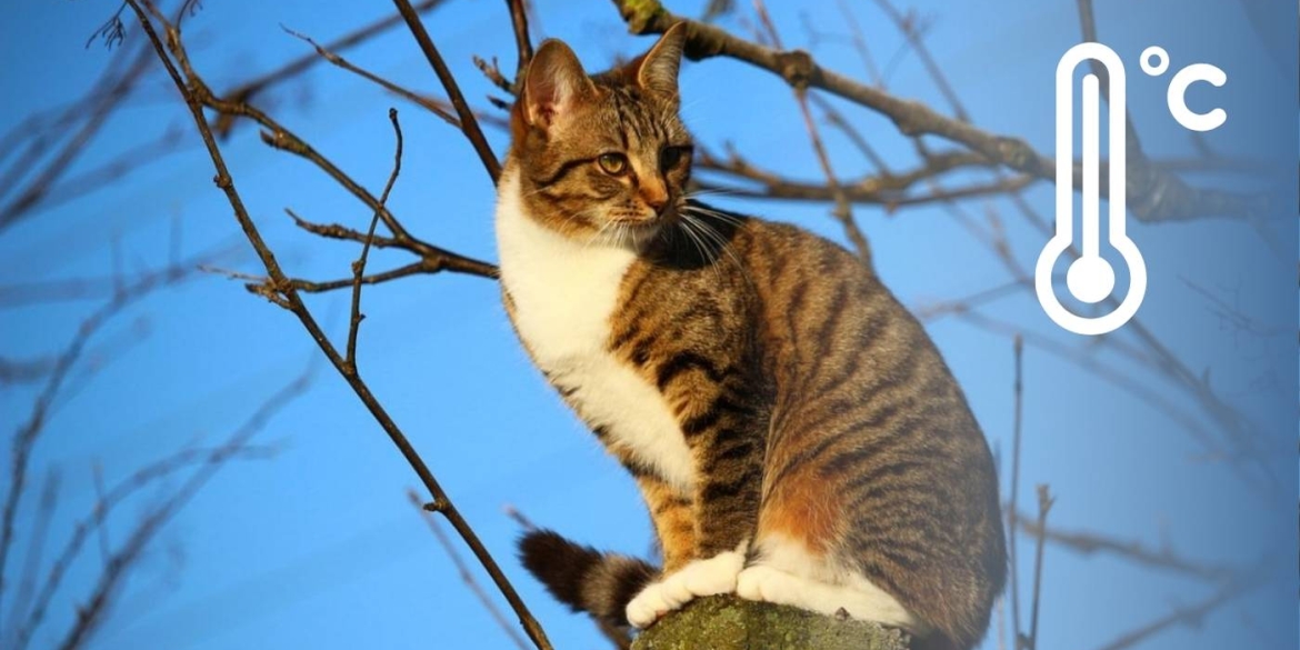 Різке потепління накриє Вінниччину, але синоптики згадують у прогнозах й приморозки
