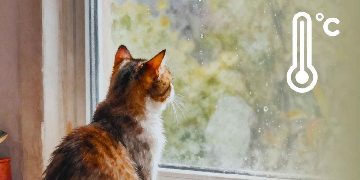 Робочий тиждень у Вінниці почнеться з дощів та незначного похолодання