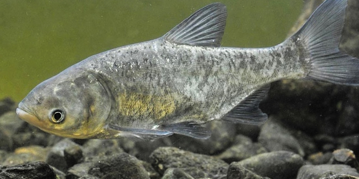 Ще п'ять тонн риби випустять в Ладижинське водосховище у Степашках