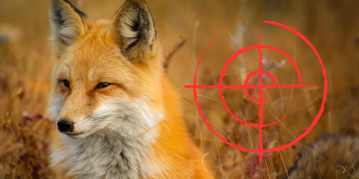 Щоб запобігти сказу, у Хмільницькому районі відстрілюватимуть лисиць