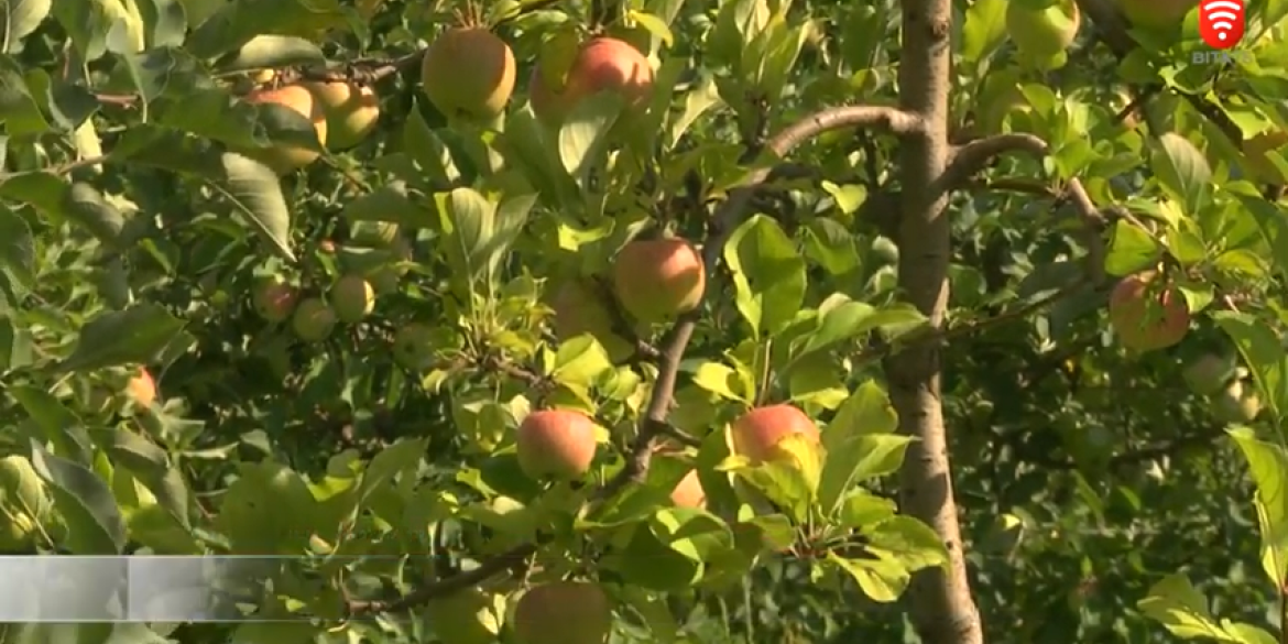 Яблука з гербом України вирощують на Вінниччині