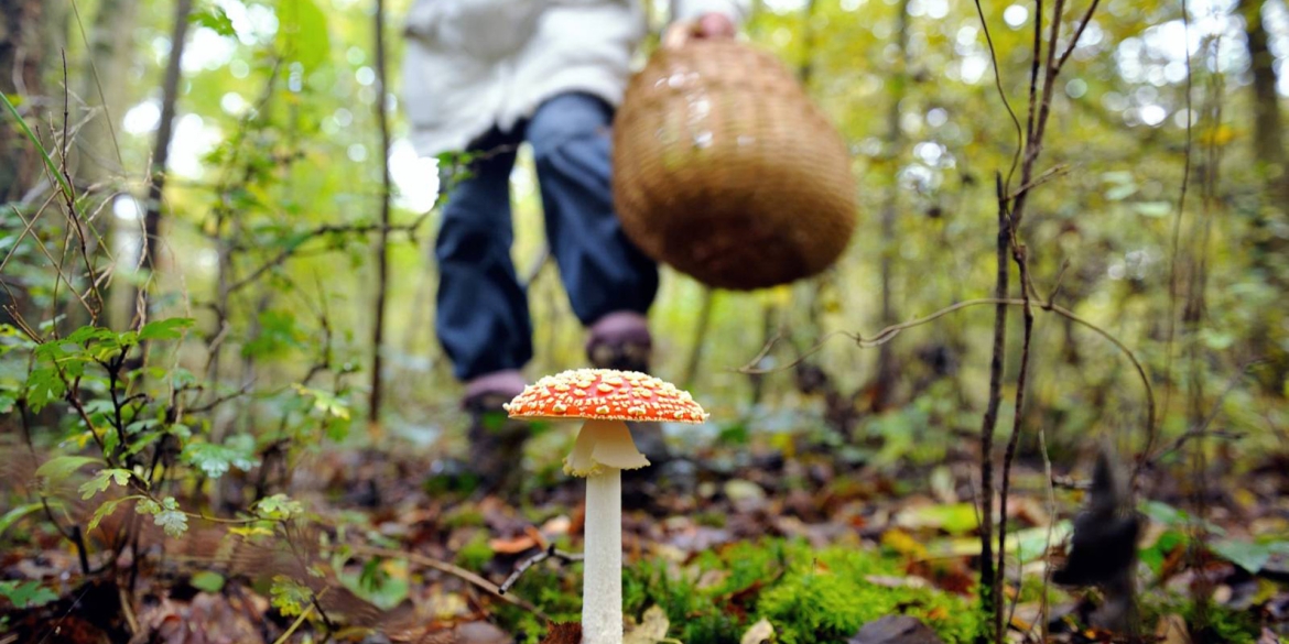 На Вінниччині за тиждень зафіксовано понад два десятки отруєнь грибами