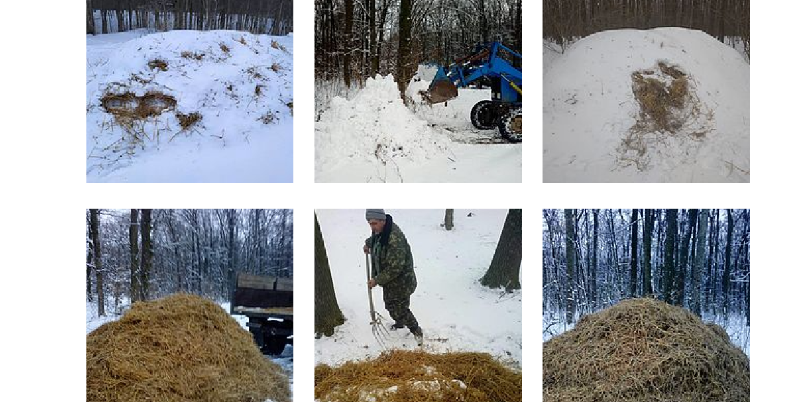 Вінницькі лісівники знають секрет, як зберегти сніг та лід аж до травня