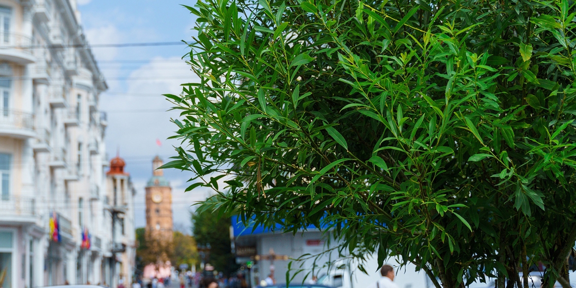 Сергій Моргунов близько 1500 дерев висадять у Вінниці цього року