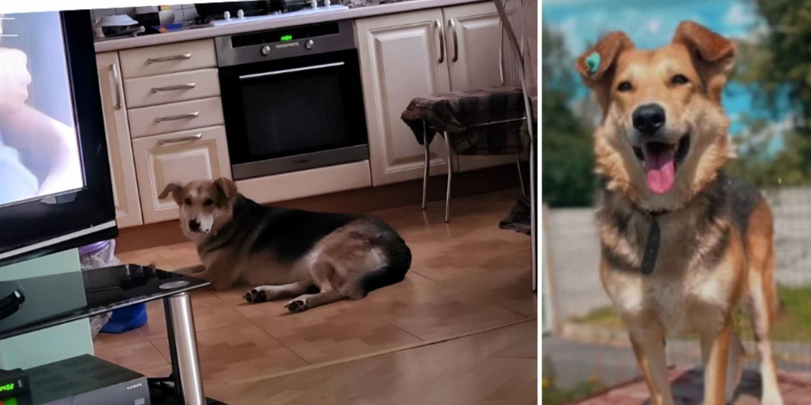 Ще одна собака з Вінницького муніципальному притулку знайшла новий дім