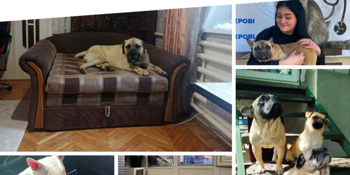 Ще п'ять собак у Вінницького муніципального притулку знайшли нових господарів