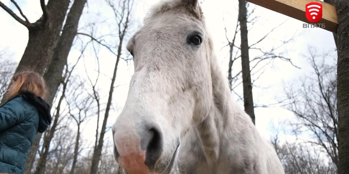 Шість коней, які врятувались після бомбардувань Київщини, знайшли прихисток на Вінниччині