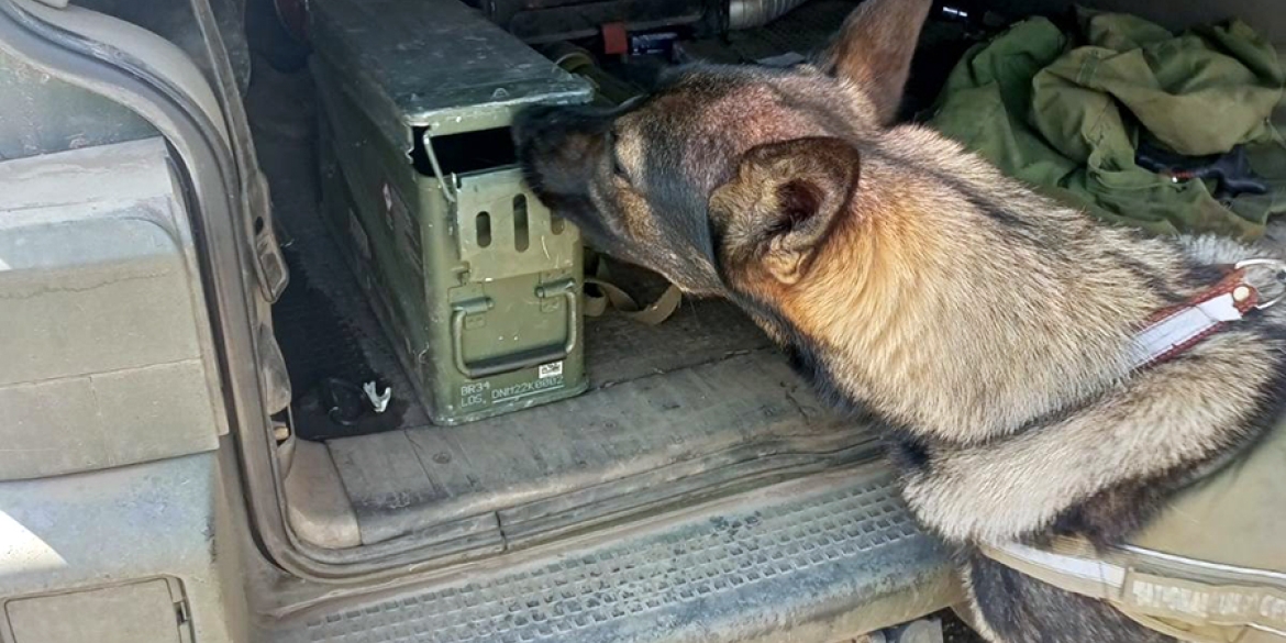 Шукають зброю та вибухівку: як службові собаки вінницької бригади допомагають на війні