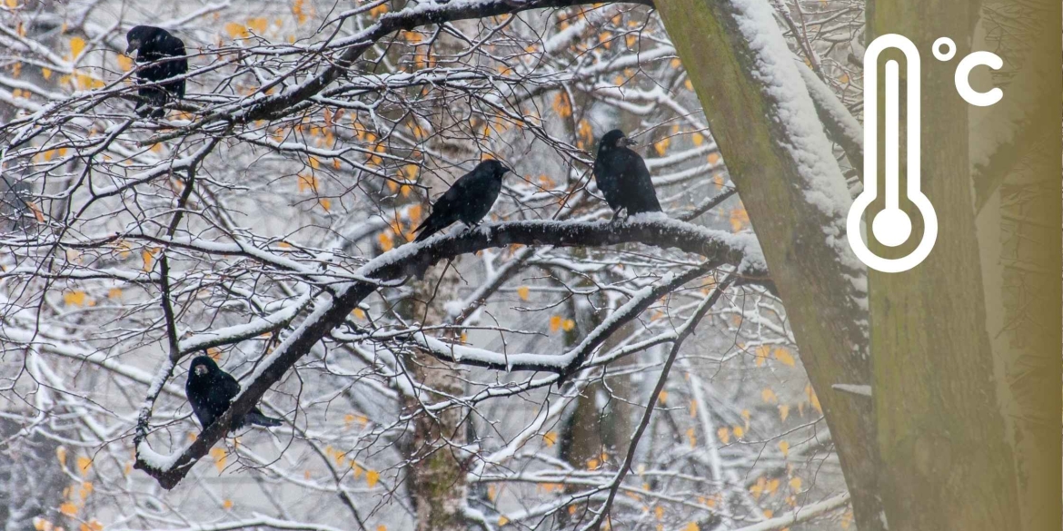 Скільки ще триватиме снігопад на Вінниччині синоптики поділились прогнозами