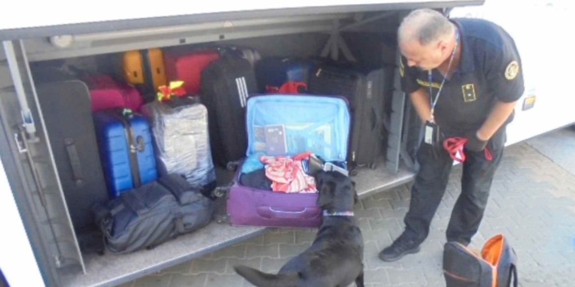 Службовий собака допоміг вінницьким митникам виявити прихований канабіс