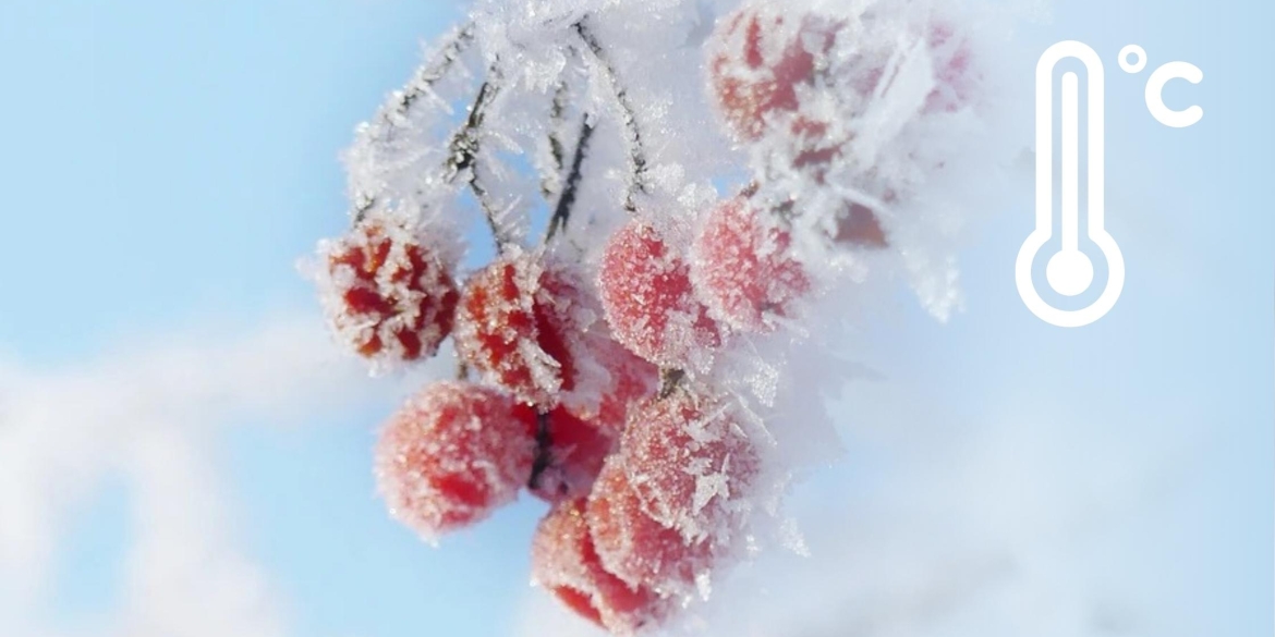 Сніг, мороз та ожеледиця як довго ще протримається на Вінниччині така погода