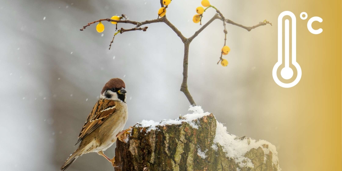 Сніг з дощем та ожеледиця синоптики оприлюднили прогноз погоди на Вінниччині