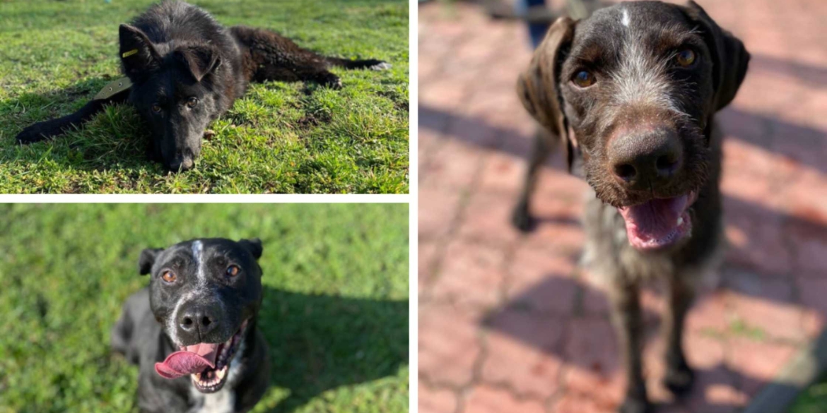 Собака Мія з Вінницького муніципального притулку знайшла новий дім