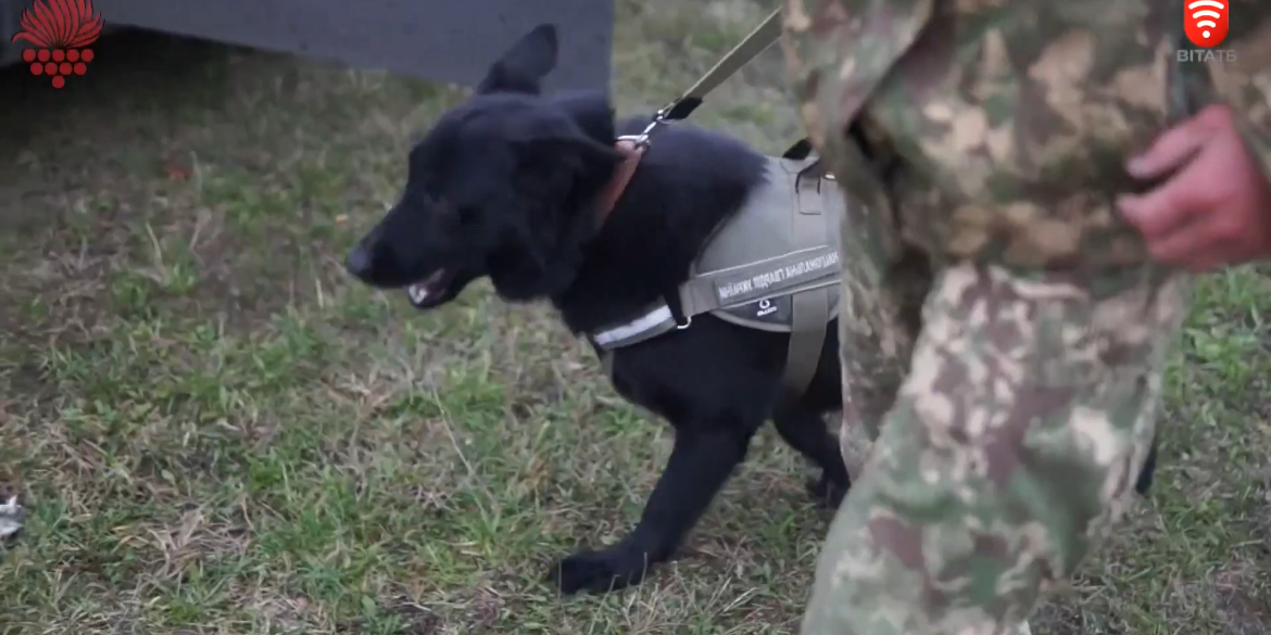 Собаки-гвардійці з "Червоної Калини" працюють у зоні бойових дій