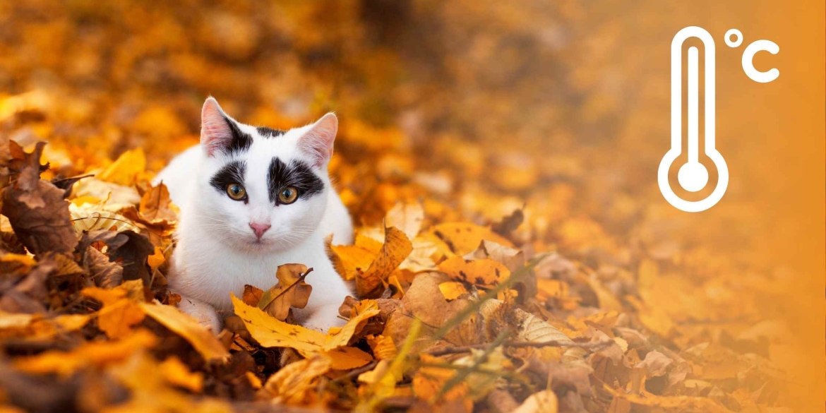 Синоптики попереджають вінничан про рвучкий вітер в останній день жовтня Синоптики попереджають вінничан про рвучкий вітер в останній день жовтня