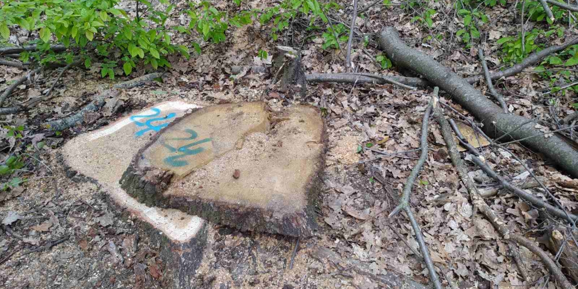 В Тульчинській громаді незаконно вирубали дерев на майже 9 млн грн