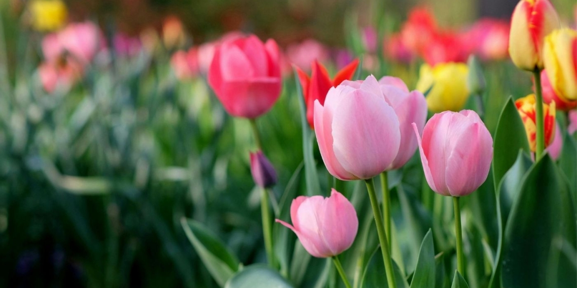 Тюльпанова лихоманка на Вінниччині у звичайній теплиці родина виростила 20 тис. квітів