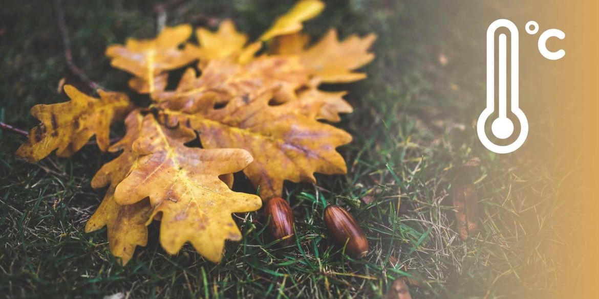 Тиждень на Вінниччині почнеться з потепління та сильних вітрів