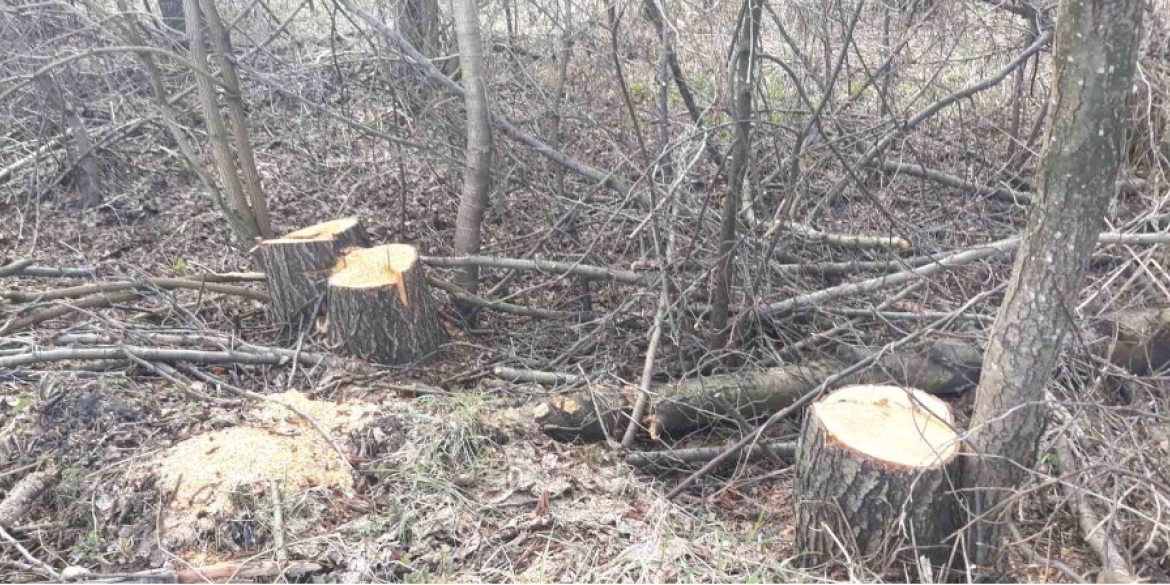 У Барській громаді незаконно вирізали дерева - збитки понад 1 млн грн