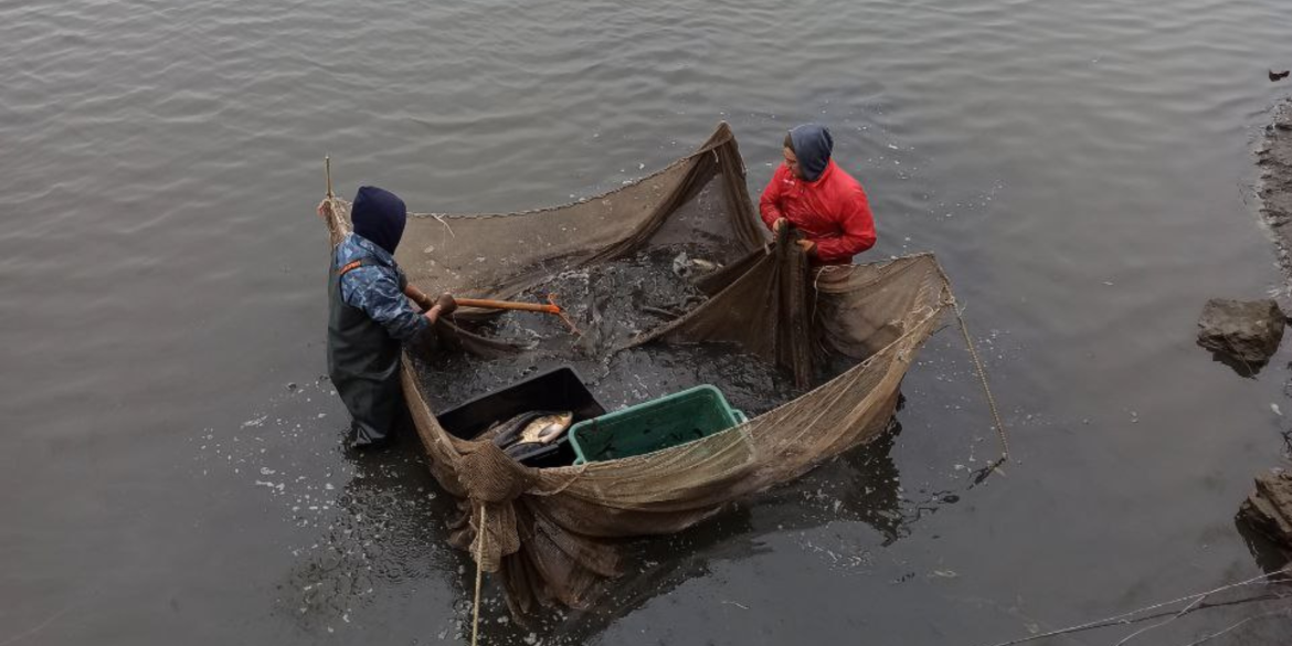 У Дмитренківське водосховище на Гайсинщині випустили ще понад тонну риби