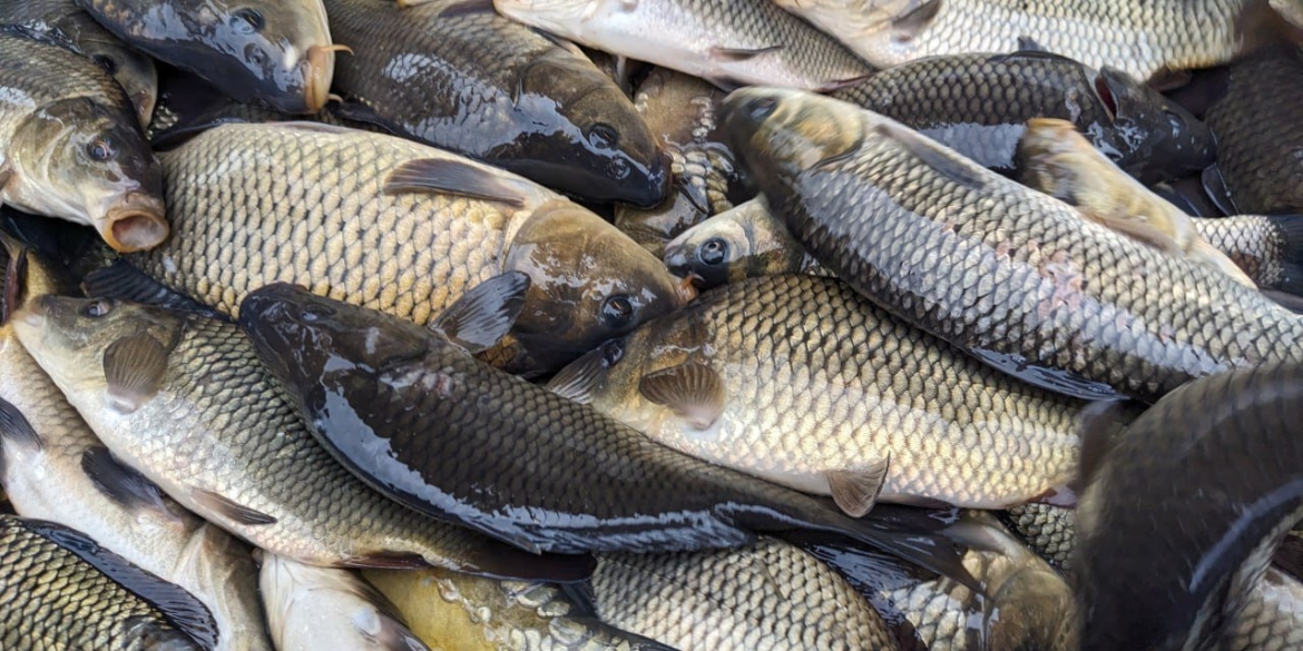 У Дмитренківське водосховище на Гайсинщині випустять 12 тонн риби