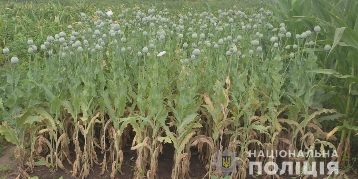 У двох жителів Вінниччини вилучили посіви нарковмісних рослин