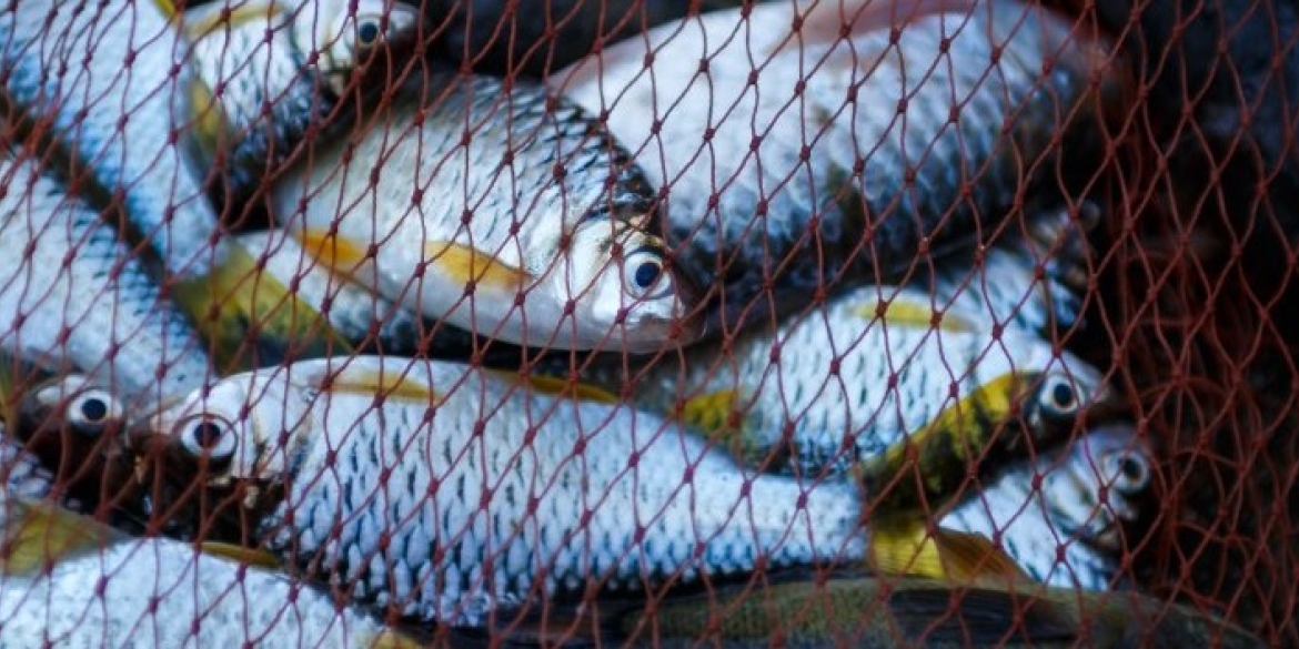 У Гайсинському районі спіймали двох браконьєрів, які сітками виловлювали рибу