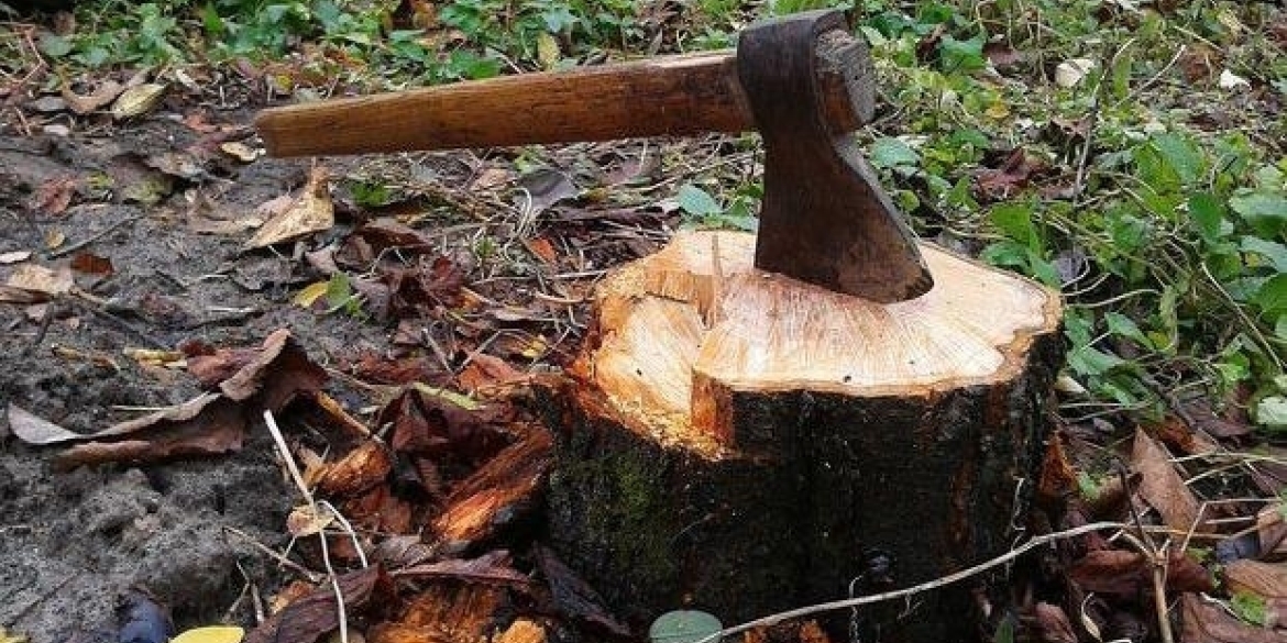 У Хмільницькому районі виявили незаконну вирубку дерев