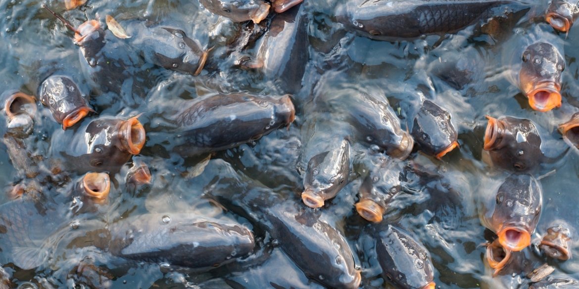 У Кирнасівське водосховище в Тульчинському районі випустять чотири тонни риби