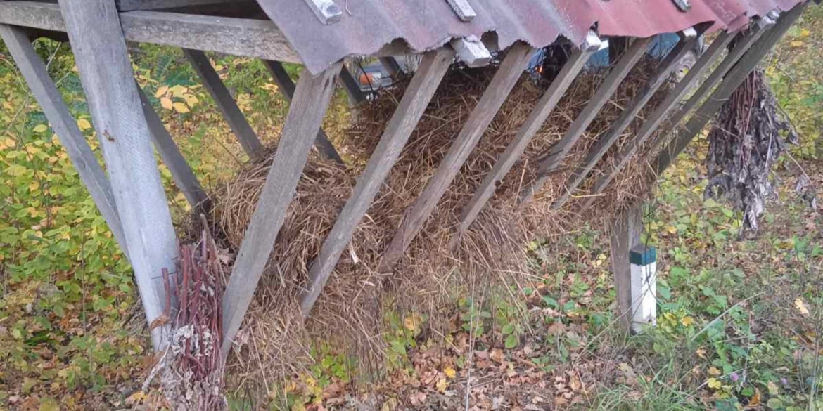 У лісах Вінниччини перевірили підгодівельні майданчики для диких тварин