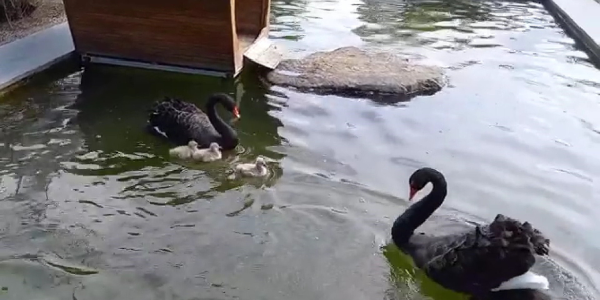 У “Подільському зоопарку” похвалились поповненням - чорними лебедятами