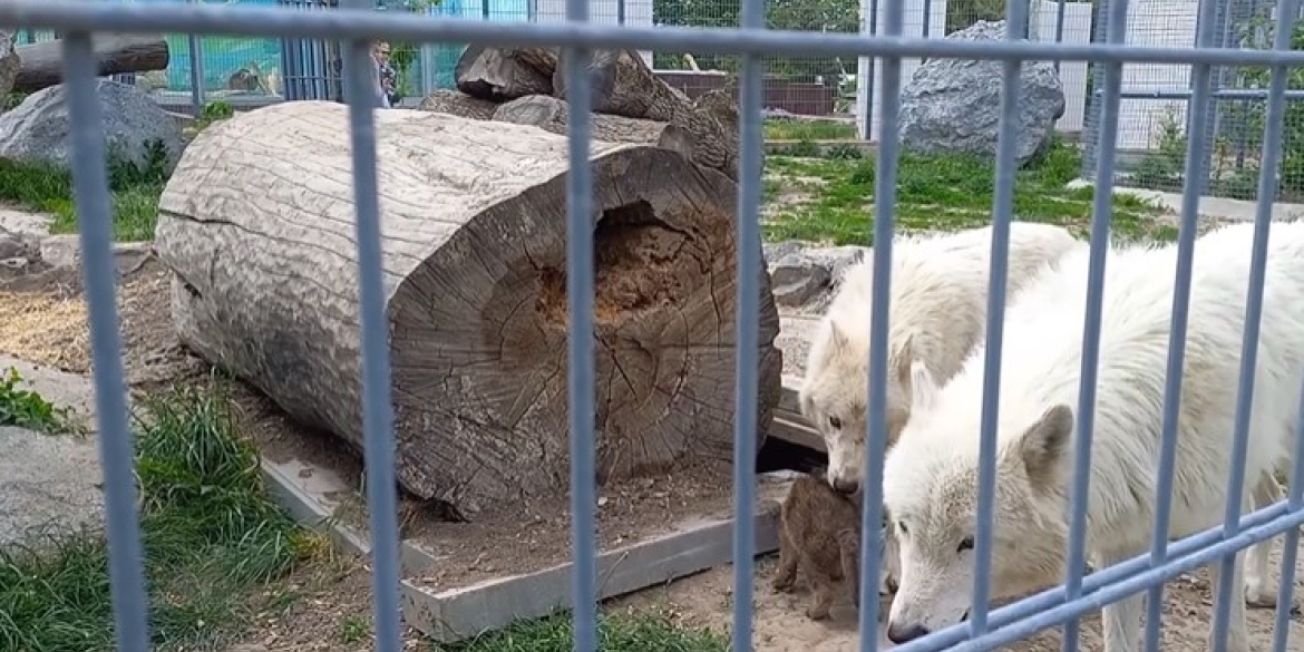 У Подільському зоопарку у Вінниці вперше народилися полярні вовченята
