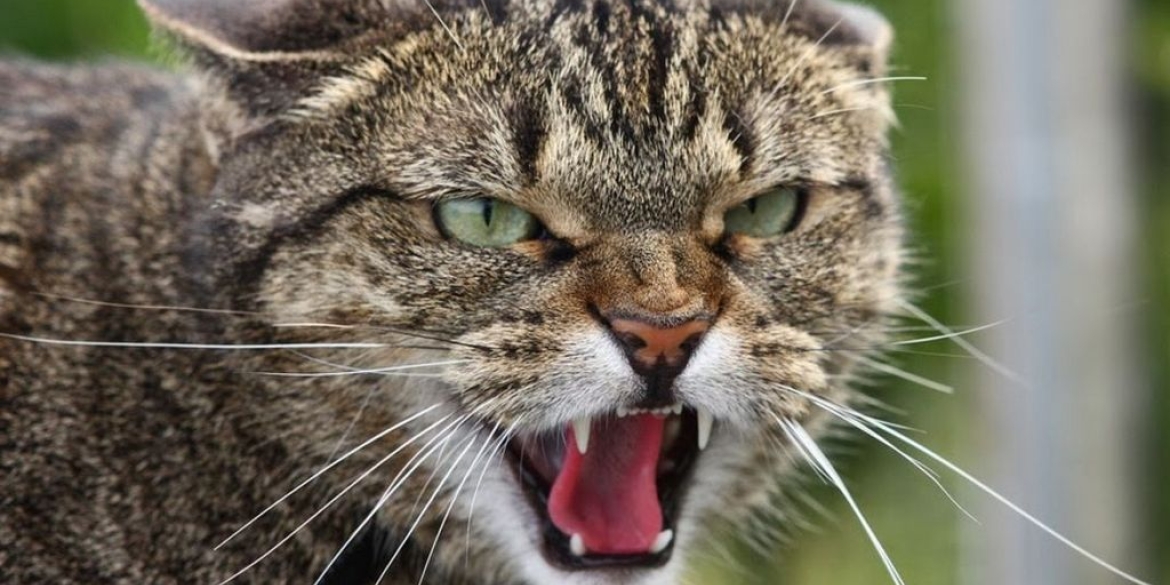 У селі на Вінниччині кіт заразив сказом двох людей - оголосили карантин