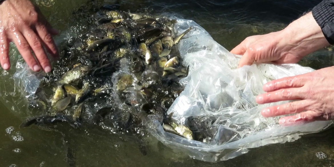 У став у селі Широке на Жмеринщині випустили понад 300 кг риби