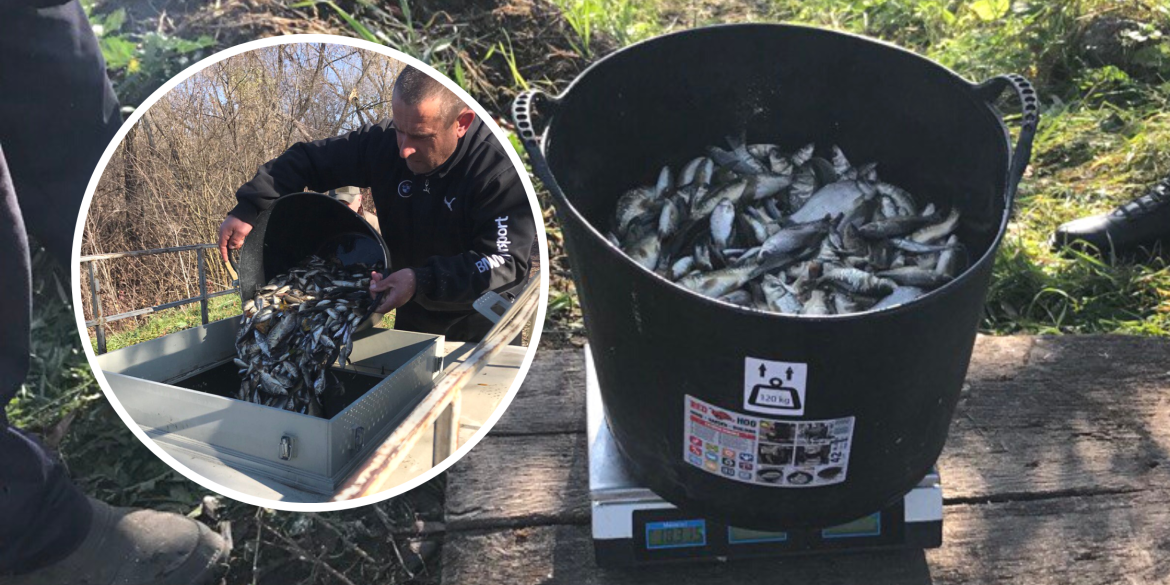 У Сутиське водосховище у Ворошилівці випустили майже 900 кг риби